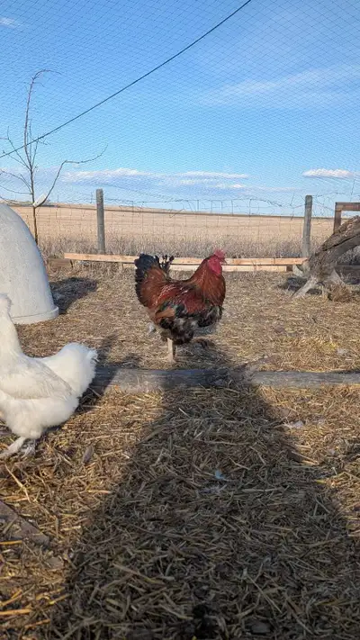 Breeding Rooster, View more