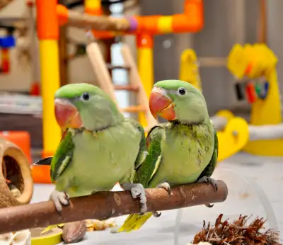 Great Alexandrine baby parrots., View more