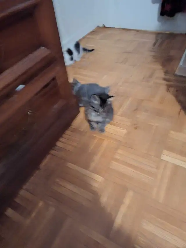 ragdoll cross siberian kittens