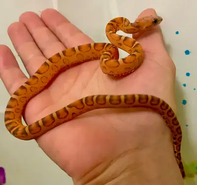 scaleless corn snakes, View more