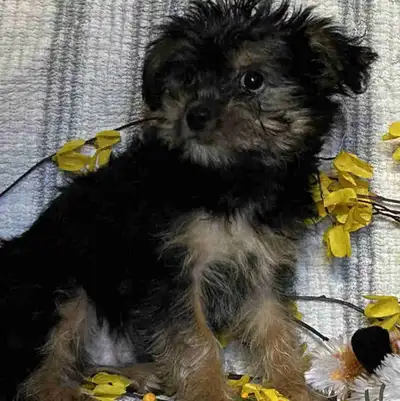These adorable Morkie puppies are looking for their forever homes! There are three females and three...