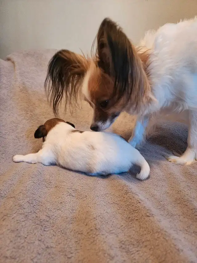 papillon puppies in Dogs & Puppies for Rehoming in Mississauga / Peel Region - Image 8