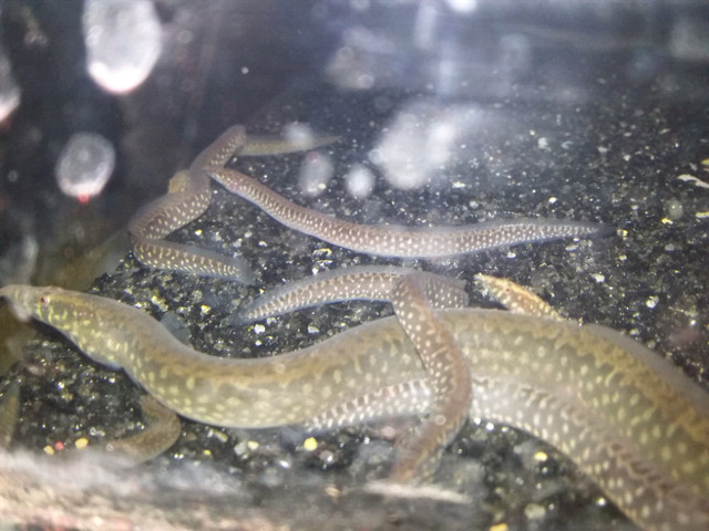 Wanted spiny eel. in Fish for Rehoming in Markham / York Region - Image 4