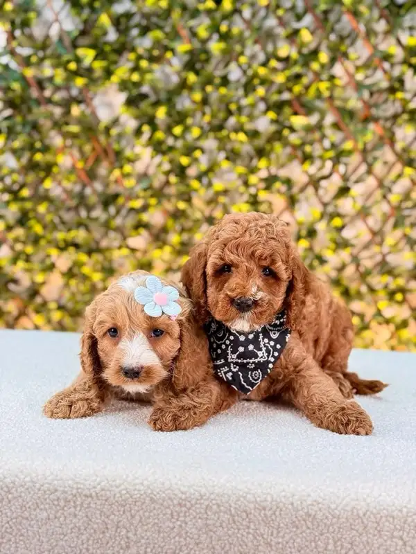 Mini Cockapoo Puppies Ready for New Homes in Dogs & Puppies for Rehoming in Oakville / Halton Region - Image 11