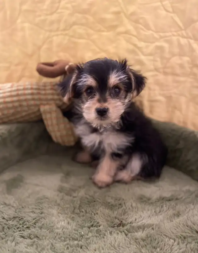 Adorable Morkies in Dogs & Puppies for Rehoming in Oakville / Halton Region - Image 2