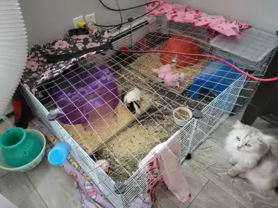 guinea pig (cute) , View more