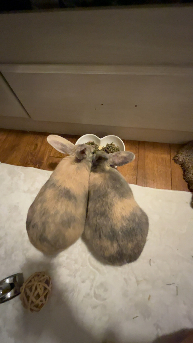 Rabbits - Free to good home  in Small Animals for Rehoming in Chatham-Kent - Image 4
