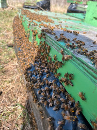 2024 Honey Bee NUCs and Hives for sale