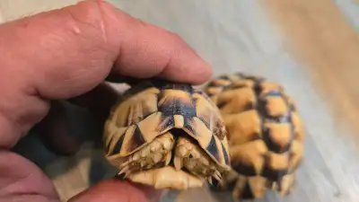 Pair of Egyptian tortoises for sale, View more