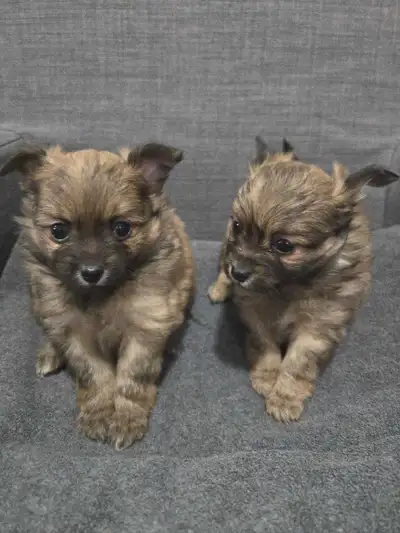 Two tiny long hair chihuahua puppies ♡, View more