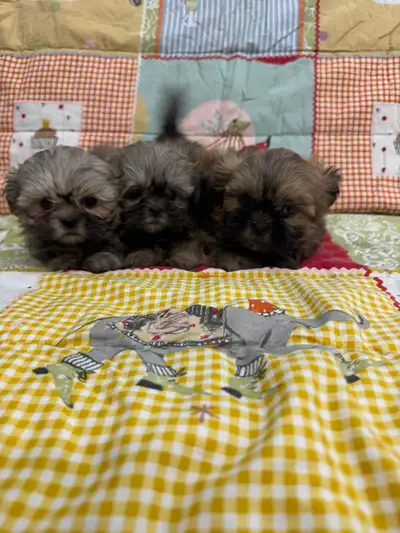 Chiot Shihtzus/Shihtzu Puppies, View more