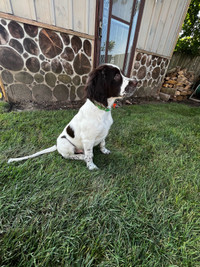 Champion French Spaniel puppies Oakville / Halton Region Toronto (GTA) Preview