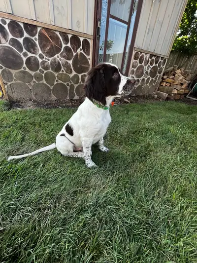 Champion French Spaniel puppies, View more