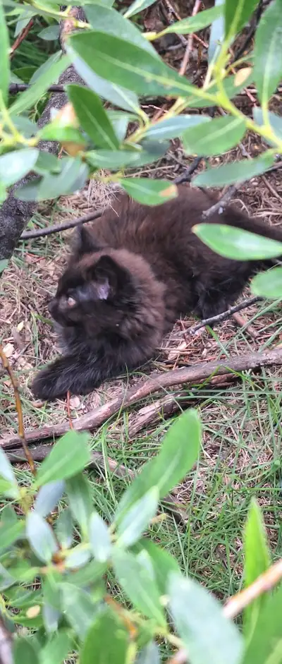 Male farm kittens seeking forever home, preferably together., View more
