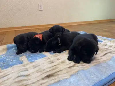 Border Collie Cross Puppies!, View more