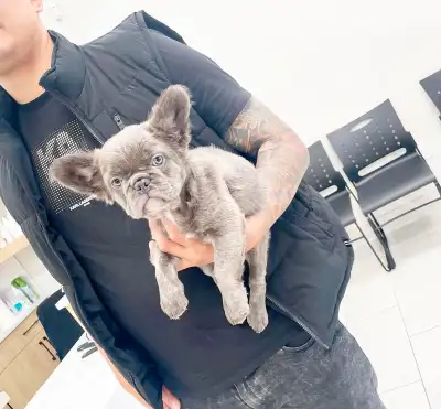 Lilac Fluffy Registered AKC French Bulldog Puppies