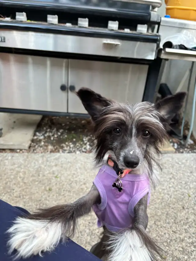 Chinese Crested in Dogs & Puppies for Rehoming in Cambridge - Image 3