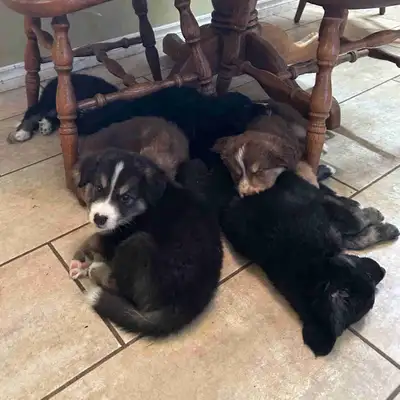Adorable Husky / Bernese Puppies, View more