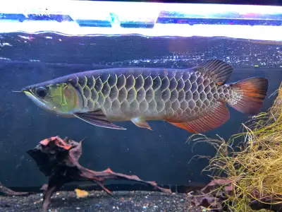 Goldenhead Crossback Arowana, View more