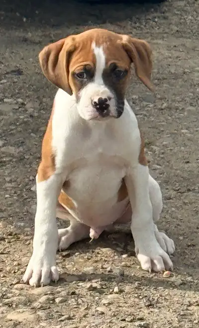 Boxer Cross Puppies , View more