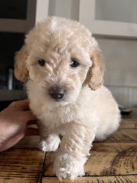 Toy/mini poodle puppies 