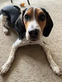 Male Beagle