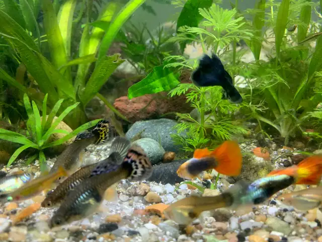 Least Killifish in Fish for Rehoming in Richmond - Image 8