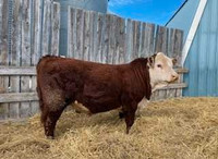 Hereford Bulls for sale