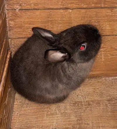 lapin à donner, View more