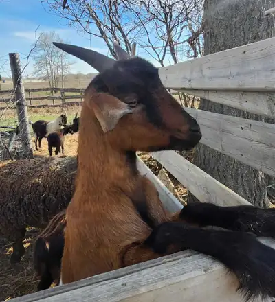 Beautiful Hollistically Raised Mini Nubian and Nigerian Dwarf, View more
