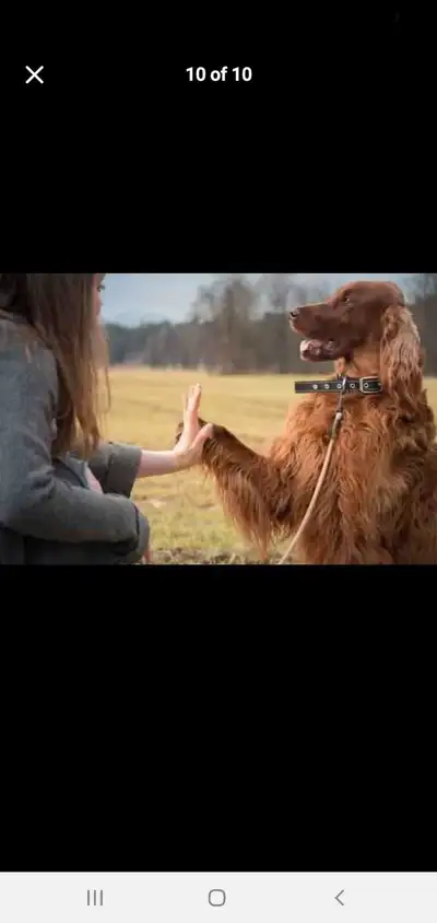 Private certified master obedience training at affordable rates!, View more