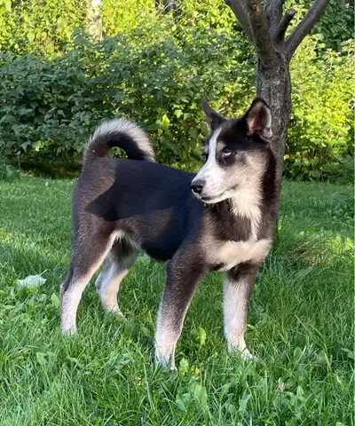 Husky/Pomeranian, View more