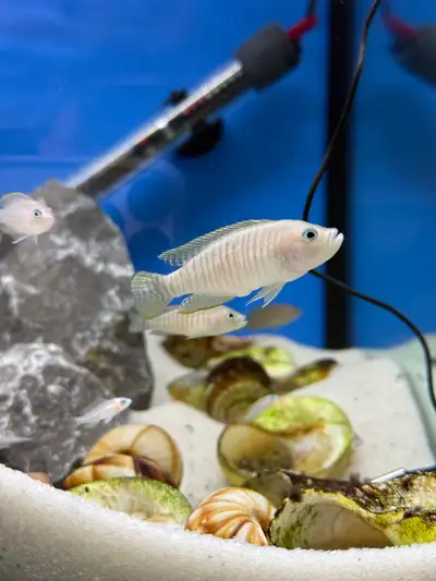 Shell Dweller Cichlids (Neolamprologus Multifasciatus), View more