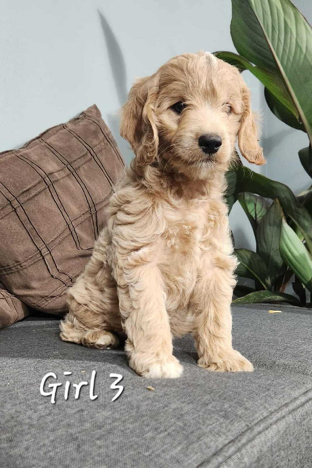 Cockapoo Puppies in Dogs & Puppies for Rehoming in Stratford - Image 3