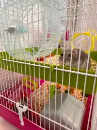 Hamster and accessories for sale