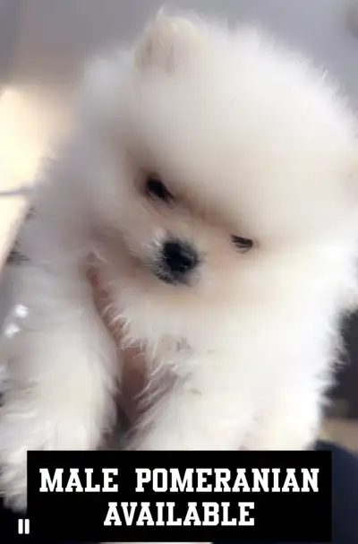 Male Pomeranian born April 14 Both parents on site Looking for the perfect home Please contact if yo...
