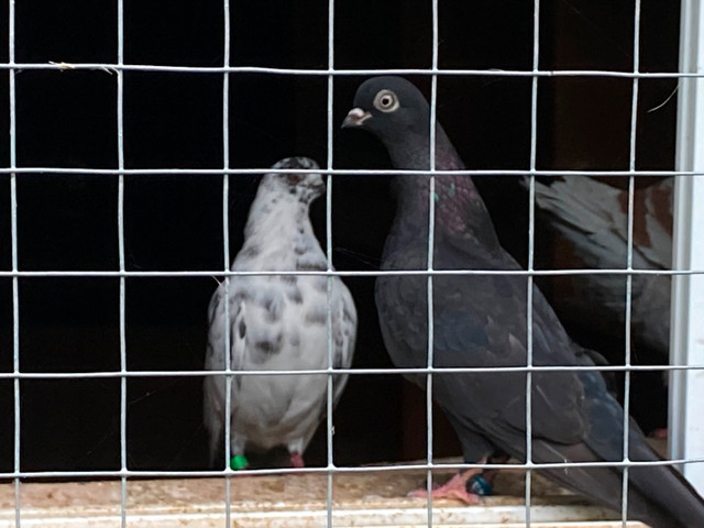 Portuguese Tumbler Pigeons in Birds for Rehoming in Ottawa