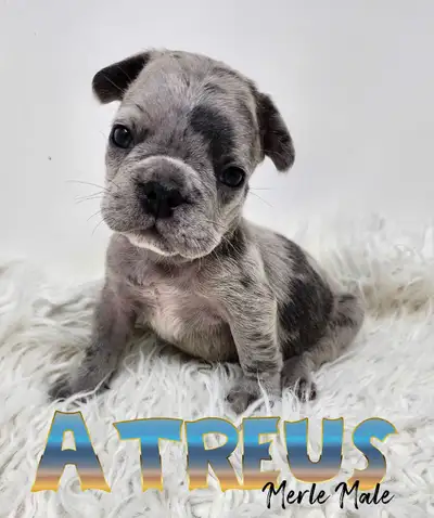 FRENCH BULLDOG PUPPIES REG, HEALTH GUARENTEE, View more