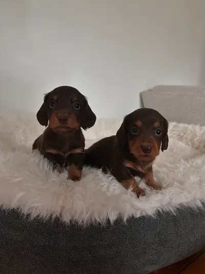 Superbe chiots teckel miniature à poil long Photo 2-3 Femelle - 2000$ Photo 4-5 Mâle - 2000$ Papa (1...