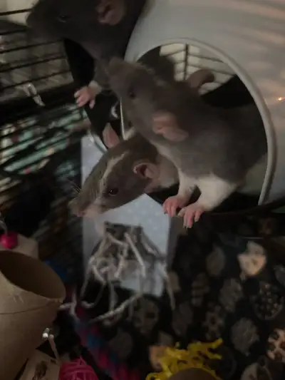 BABY MALE RATS, View more