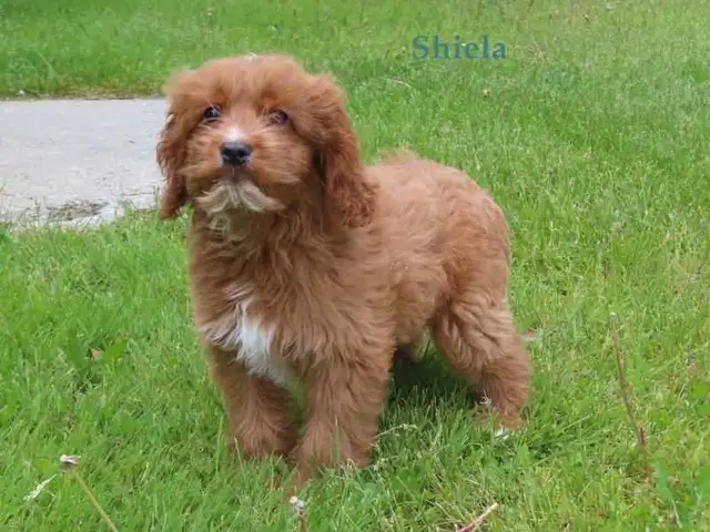 Cockapoo puppies for sale in Dogs & Puppies for Rehoming in Kitchener / Waterloo - Image 4