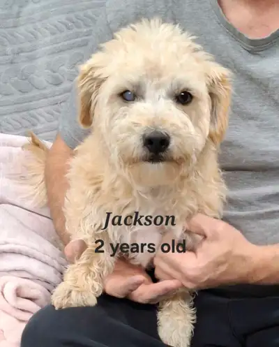 2 males for rehoming, View more