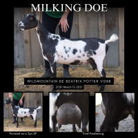 Registered Nigerian Dwarf Does and Kids Available!