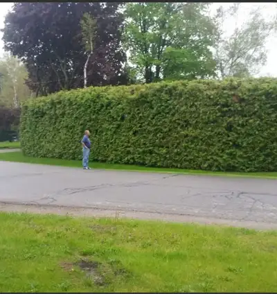 We sell Eastern White Cedars ~ Great for creating a hedge or a privacy wall. Hide your neighbors, we...