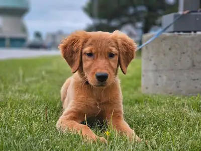 Female Golden Retriever, View more