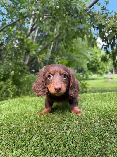 Premium Long Hair Mini Dachshund Puppies Available , View more