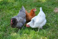Laying Hens Wanted 