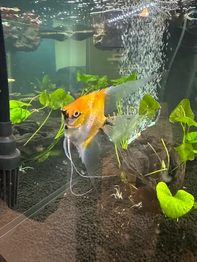 This beautiful Koi Angel is about 6 months old. I have her in a tank with a betta sorority and she i...
