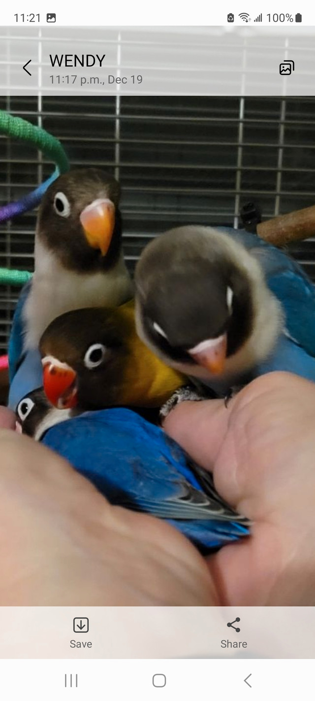 Fischer and Blackmasked Lovebirds for sale. Some are hand tamed, in Birds for Rehoming in Mission