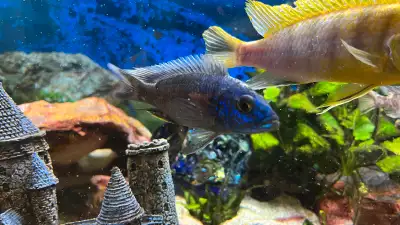 Male Electric Blue Haps. White blaze Sciaenochromis Fryeri, formerly know as Hap. Ahli, are a torped...